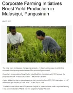 corporate-farming-initiatives-boost-yield-production-in-malasiqui-pangasinan p1.webp