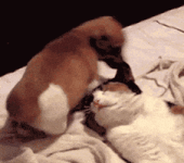 200.gif 200.gif