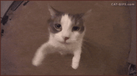 200.gif 200.gif