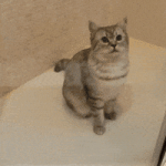 200.gif 200.gif