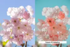 blossom presets (3).webp blossom presets (3).webp