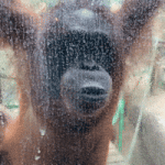 200.gif