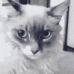 200.gif 200.gif