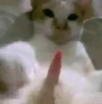 1750652216161.webp