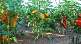 xgrowing-peppers2011-3-l-jpg-pagespeed-ic-CLydo-BS8i4.jpg xgrowing-peppers2011-3-l-jpg-pagespeed-ic-CLydo-BS8i4.jpg