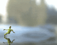 200.gif