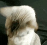 200.gif 200.gif