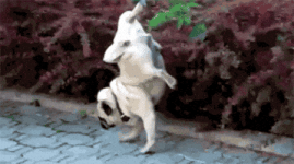 200.gif 200.gif