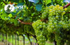 EN-Wines-Level-2-Award-1200x1200-1.jpg EN-Wines-Level-2-Award-1200x1200-1.jpg