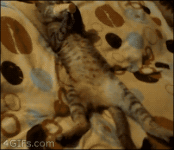 tumblr_mx40vt3AEh1qdlh1io1_400.gif tumblr_mx40vt3AEh1qdlh1io1_400.gif