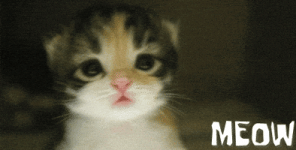 200.gif 200.gif