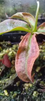 1000041934.webp 1000041934.webp