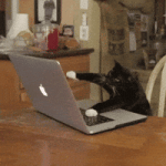 200.gif 200.gif