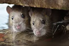 The-Difference-Between-Rats-and-Mice-in-the-Philippines.webp