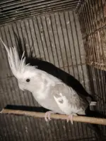 1000035506.webp