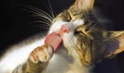 pampered-pets-624132.webp