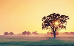 wallpaper-2132913.webp wallpaper-2132913.webp