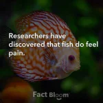 factbloom-20190927-0004.webp