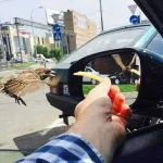 Why-his-wing-is-down-but-is-up-on-the-mirror.webp