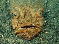 ba1d2-toxic11-stargazer-fish_13501_600x450.webp