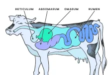 how-many-stomachs-does-a-cow-have.webp