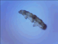 EquatorialWhiteChital-size_restricted.gif EquatorialWhiteChital-size_restricted.gif