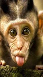 monkey-1639063f-2898-3669-bc23-c206b3e9135e.webp