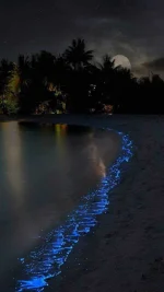 Blue_Shore-4a588251-0cb6-3a9f-8aef-a26e2e77df78.webp