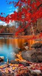 Fall-b2a7e905-92e7-4ec1-aedd-80e0ba32ff2f.webp