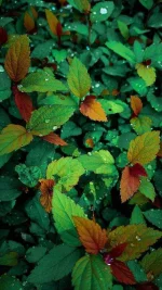 Leaves-e4f4d6bf-e543-4dcc-aa9b-f7687c4704c7.webp