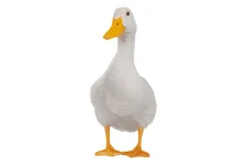 1572061758071.webp