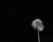 2A4F298B-3A61-459B-8AFA-701645752D4E.gif