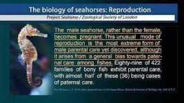 The *******t Male Seahorse.webp