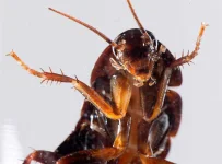 cockroach.webp
