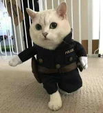 police.webp police.webp