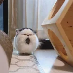 k0ve0bsxcdd41.webp