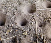 S-doodle-bug-holes.webp