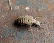 Scott_Robinson_-_Ant_Lion_(by).webp