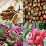 summer fruits.jpg
