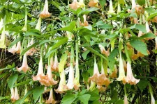 angels_trumpets.jpg angels_trumpets.jpg