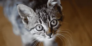 Thinking-of-getting-a-cat.webp
