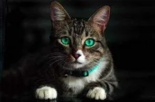 images.webp
