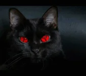 sharingan_cat.webp