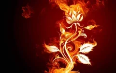 ws_Abstract_Fire_Flower_1920x1200.webp