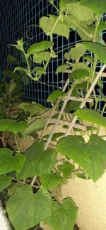 20200717_222020.webp