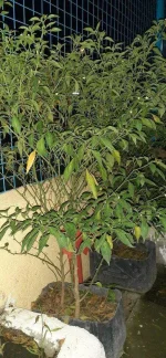20200717_222100.webp