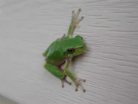 flatten (1).webp