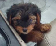 YorkiePooMalikYoYopooF1BHybridDog2Months.webp