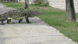 see-you-later-alligator.gif