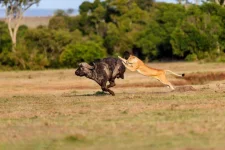 lion-hunting.webp